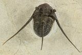 Long-Spined Cyphaspis Trilobite - Foum Zguid, Morocco #311665-2